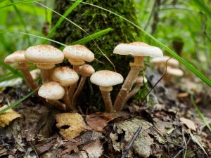 Types d'agarics au miel dans la région de Lipetsk