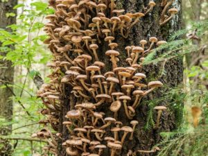 Champignons au miel en banlieue