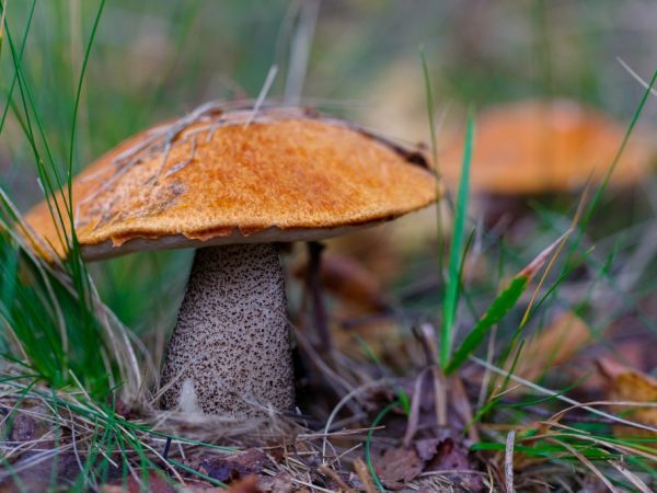 Champignons comestibles de la région d'Orenbourg