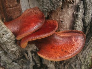 Description du champignon hépatique ordinaire