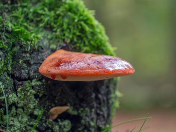 Ang liverwort ay kabilang sa pangkat ng mga polypore, ang pamilyang Fustilnov.