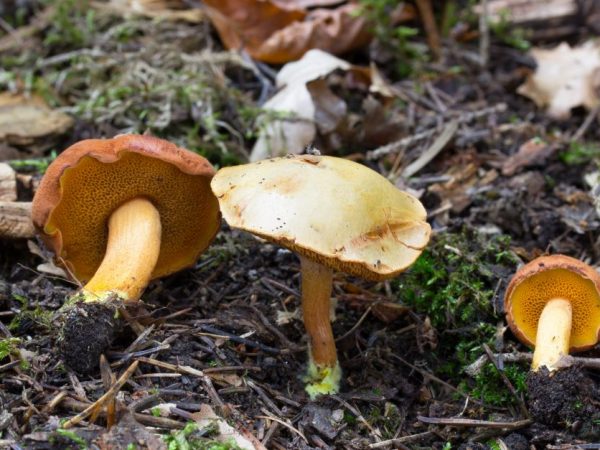 Ang Pepper Mushroom Ay Mayroong Maraming Mga Pakinabang sa Kalusugan