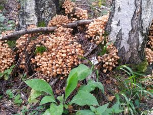 Champignons de la région de Moscou en mai