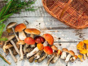 Les champignons du peuplier faux-tremble sont récoltés au milieu de l'été et au début de l'automne.