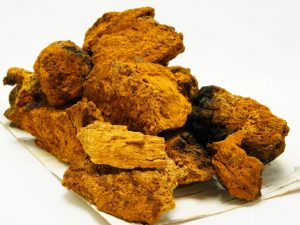 Les propriétés curatives du champignon chaga