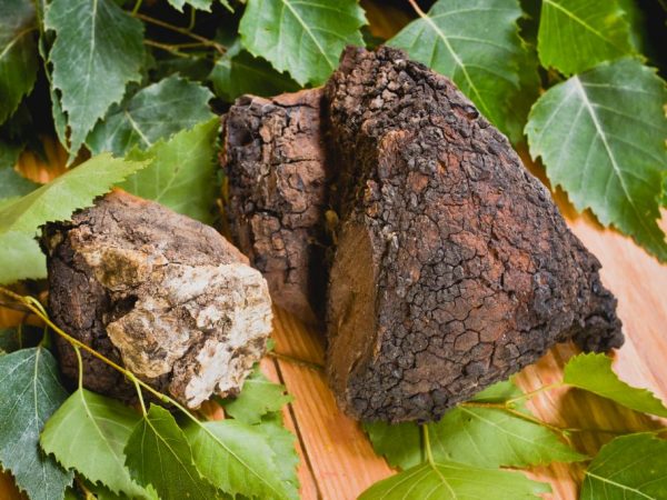 Chaga is used to treat many diseases