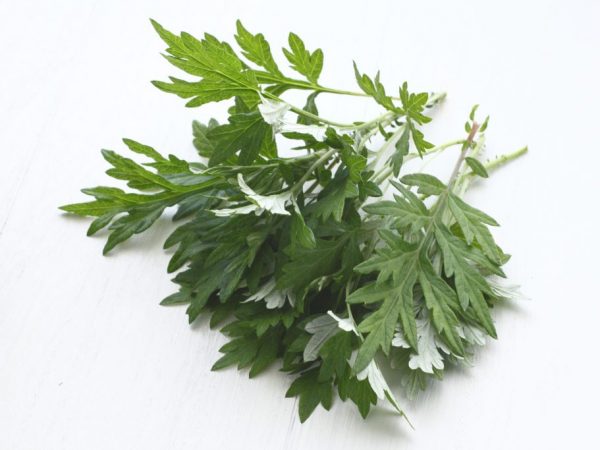 Using wormwood in the fight against fleas