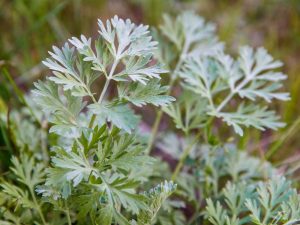 Planter et entretenir l'absinthe de Steller