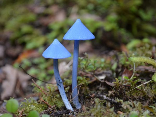 Amazing and rare mushrooms in the world