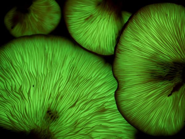 Fluorescent mushrooms glow in the dark