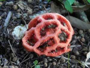 Caractéristiques du champignon en treillis rouge