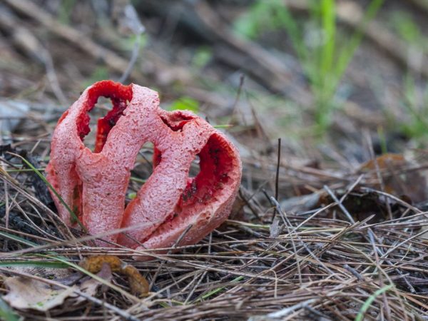 Le champignon a une odeur désagréable