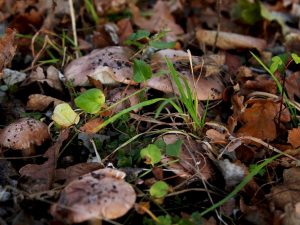 Description du champignon ryadovka blanc-brun