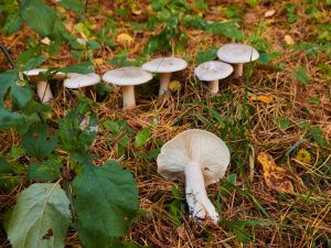 Description du champignon Ryadovka