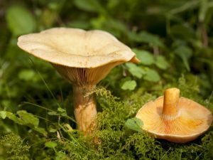 Les pains d'épices poussent dans les forêts de conifères