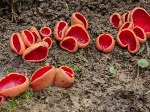 Description du champignon Sarkoscif