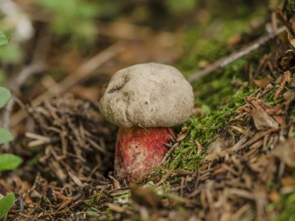 Ang fungus ay maaaring maging sanhi ng matinding pagkalason