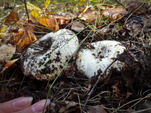 Description du lait sec aux champignons