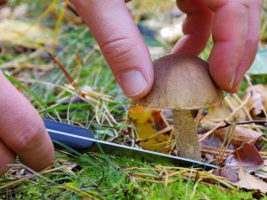 Cueillette de champignons dans la région de Sverdlovsk