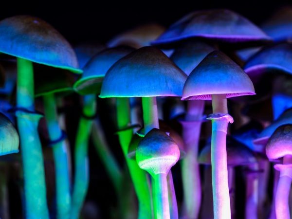 Le phénomène des champignons lumineux