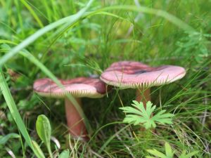 Champignon russula populaire