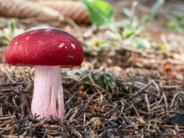 Napakasarap ng russula Swamp