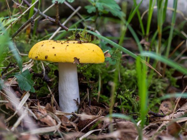 Ang bile russula ay hindi nakakain