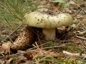 Paglalarawan ng berdeng russula at doble nito