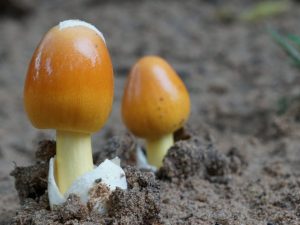 Champignons pousseurs