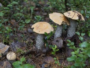 Cueillette de champignons dans la région d'Oryol