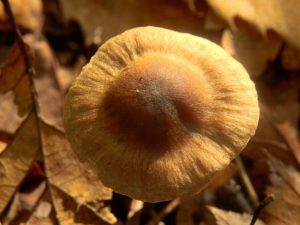 Champignon fibre et ses variétés