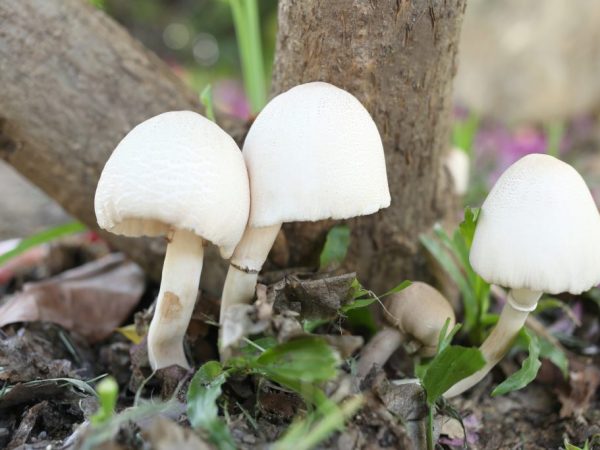  Ang Amanita muscaria ay may mahabang binti hanggang sa 16 cm ang laki