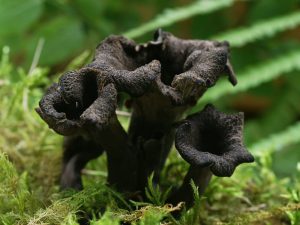 Champignon en forme de corne