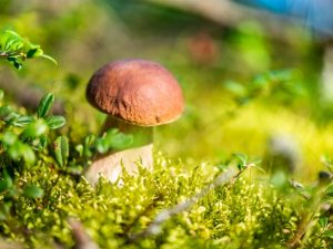 Champignons du territoire transbaïkal