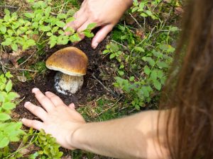 Ang fungus ng apdo ay magdudulot ng malaking pinsala sa atay ng tao