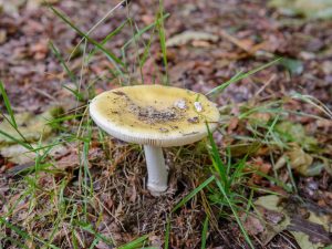 Russula poussent dans des forêts de feuillus ou mixtes