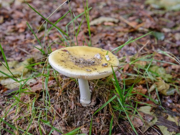 Ang Russula ay tumutubo sa mga nangungulag o halo-halong mga kagubatan