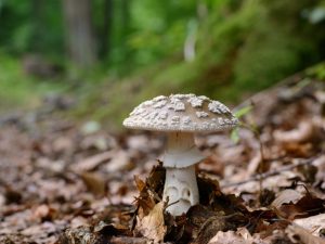 Description du parapluie champignon