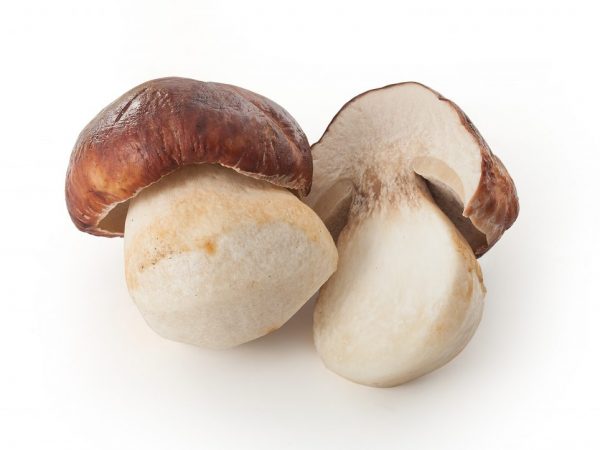 Ang Boletus ay hindi angkop para sa pagpapakain sa mga bata