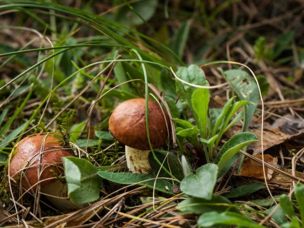 Voda probouzí mycelium