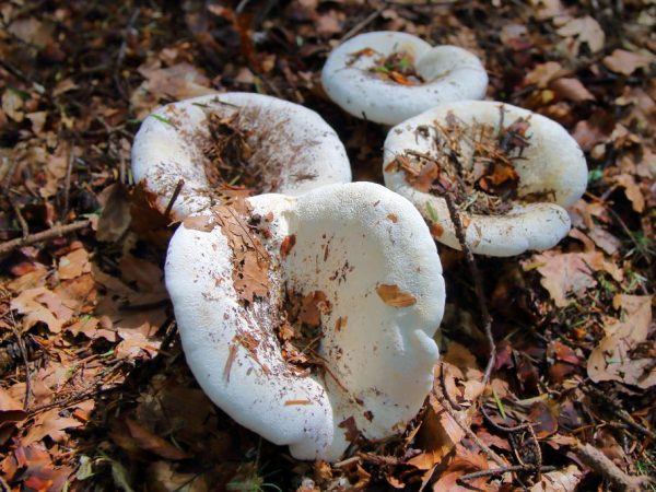 Les champignons poussent en groupes