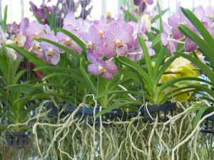 Caractéristiques du pot Crown pour orchidées