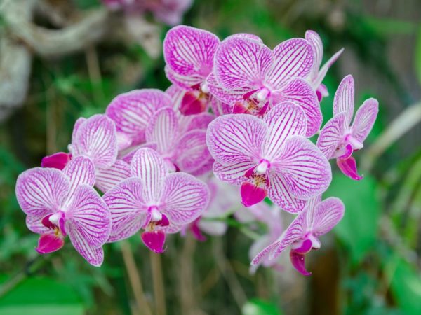 La fleur a besoin de bons soins