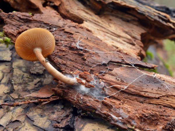 Caractéristiques de la reproduction des champignons