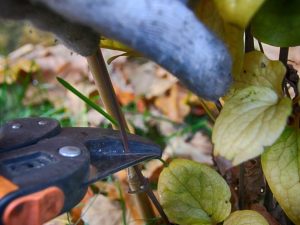 Taille des clématites à l'automne