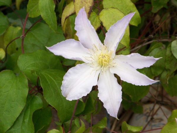 Ang ilang mga uri ng mga bulaklak ay hindi nangangailangan ng paghubog