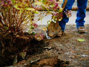 Transplanter des hortensias en automne