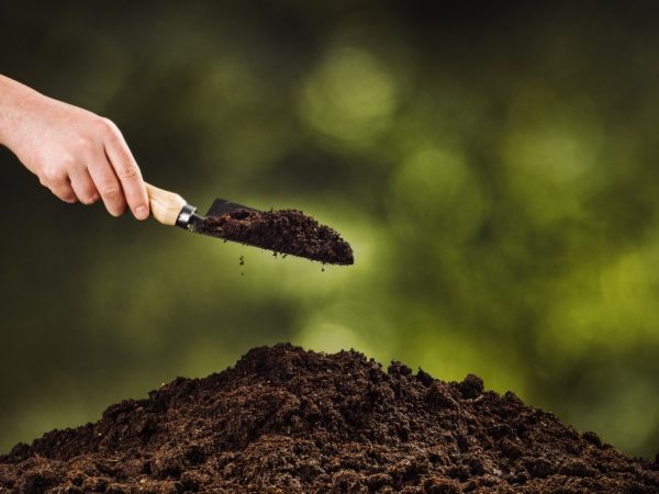 Lors de la transplantation de clématites, un peu de cendre est ajouté au sol