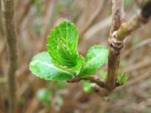 Propagation de l'hortensia par boutures en automne