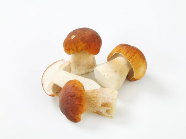 Le champignon blanc est bon dans les salades